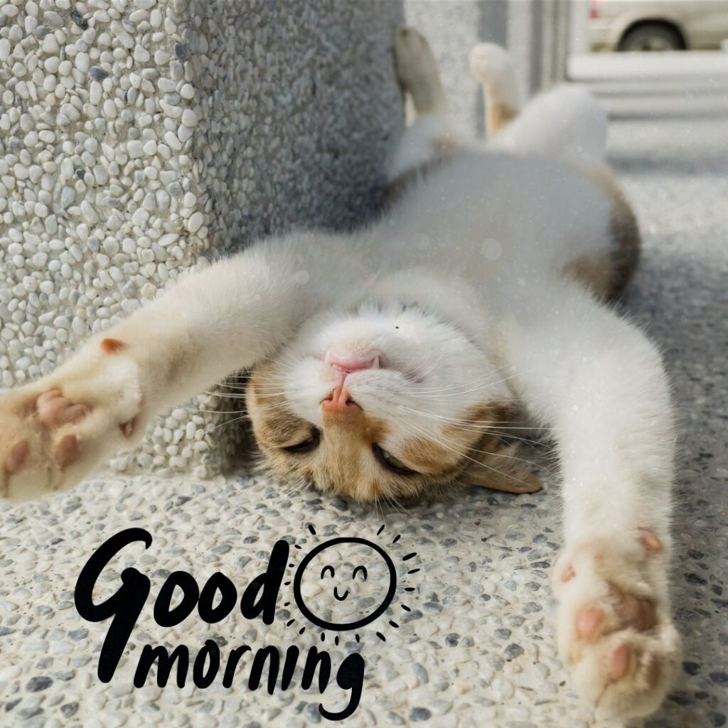 Cute Good Morning Funny Images