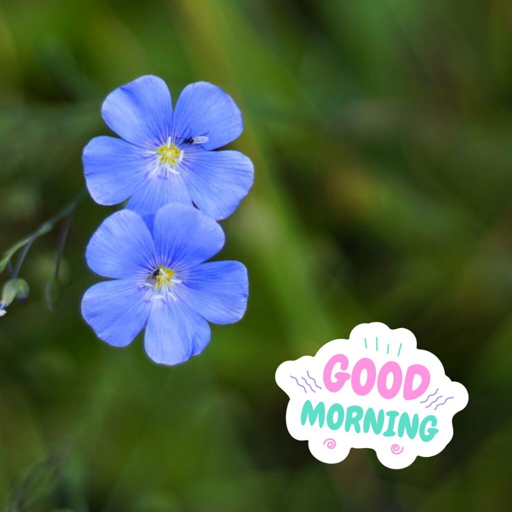 Good Morning Image