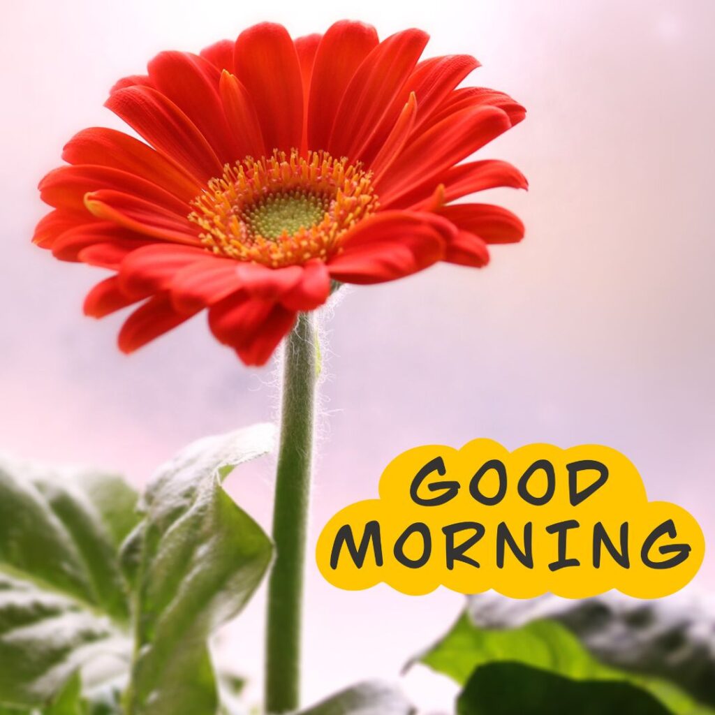 Good Morning Images Sunflower