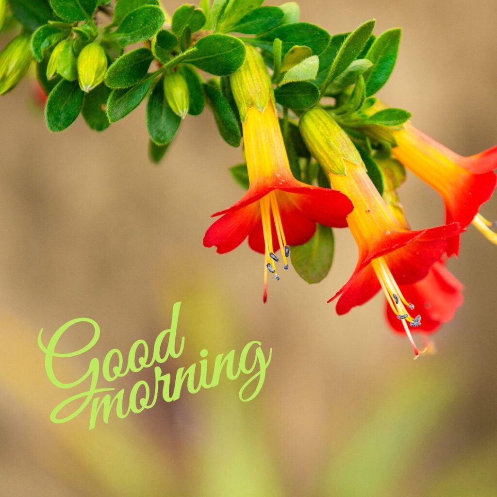 Good Morning Images Hd
