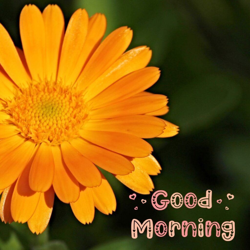Today Special Good Morning Images 2024