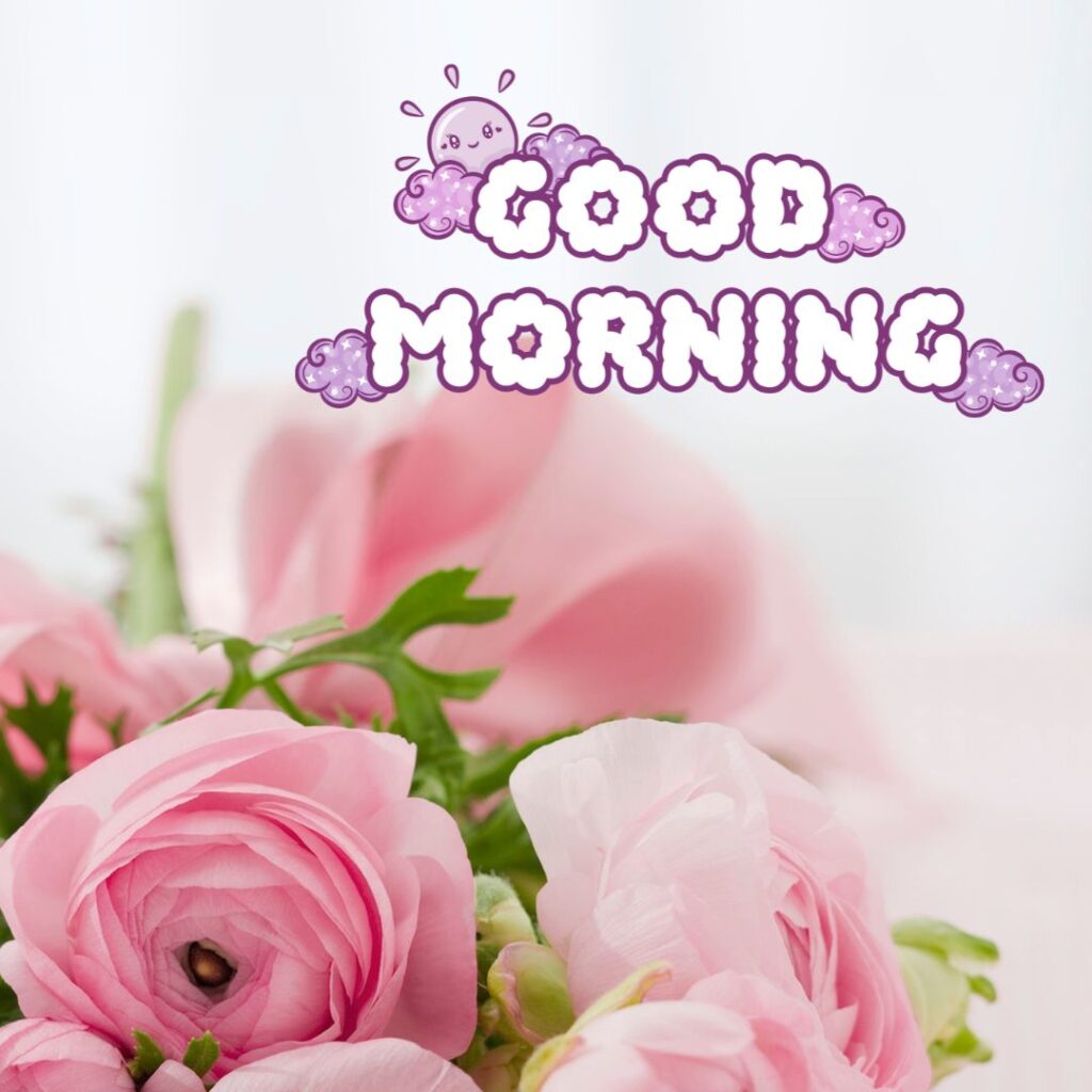 Today Special Good Morning Pink rose Images