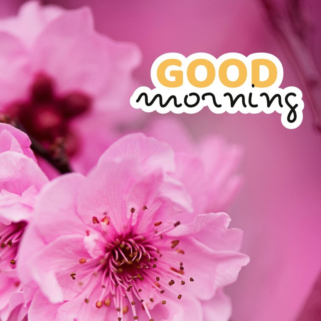 Today Special Good Morning Images