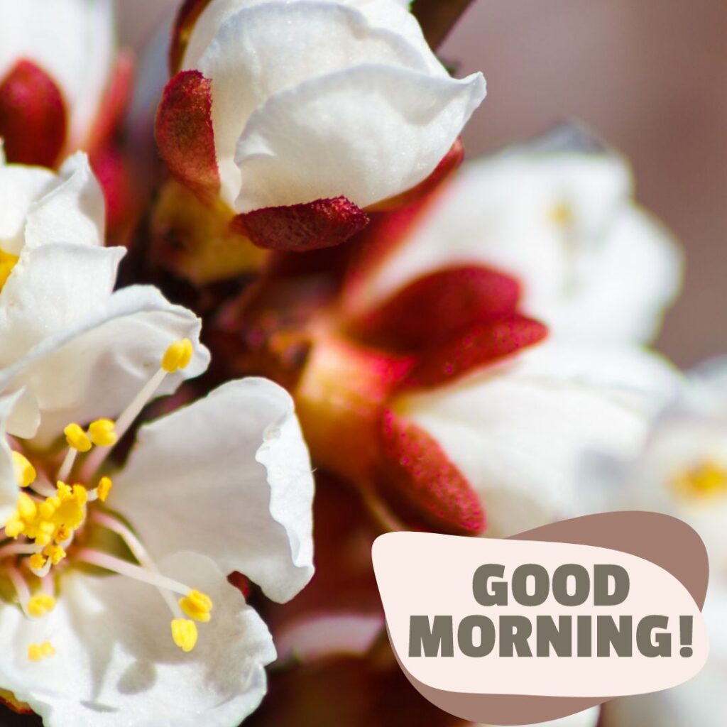 Today Special Good Morning Images