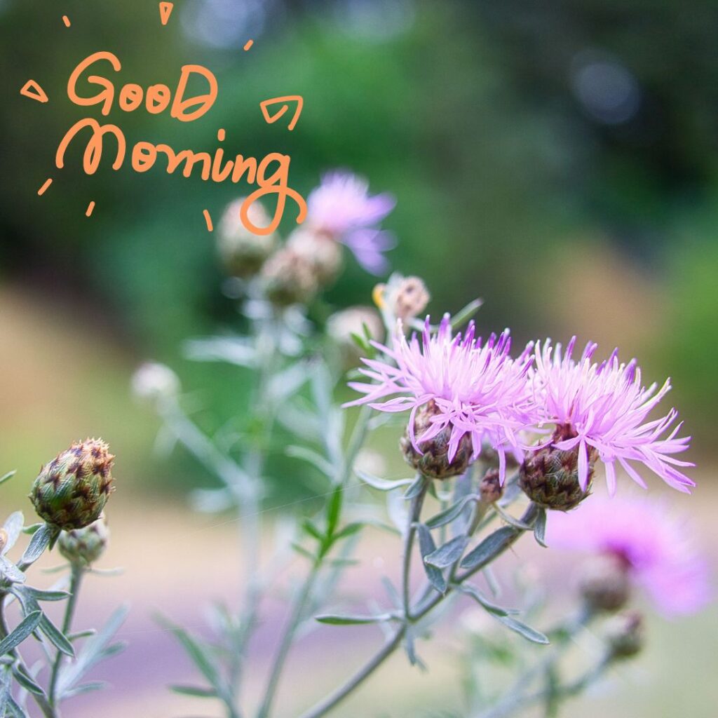 Today Special Good Morning Images