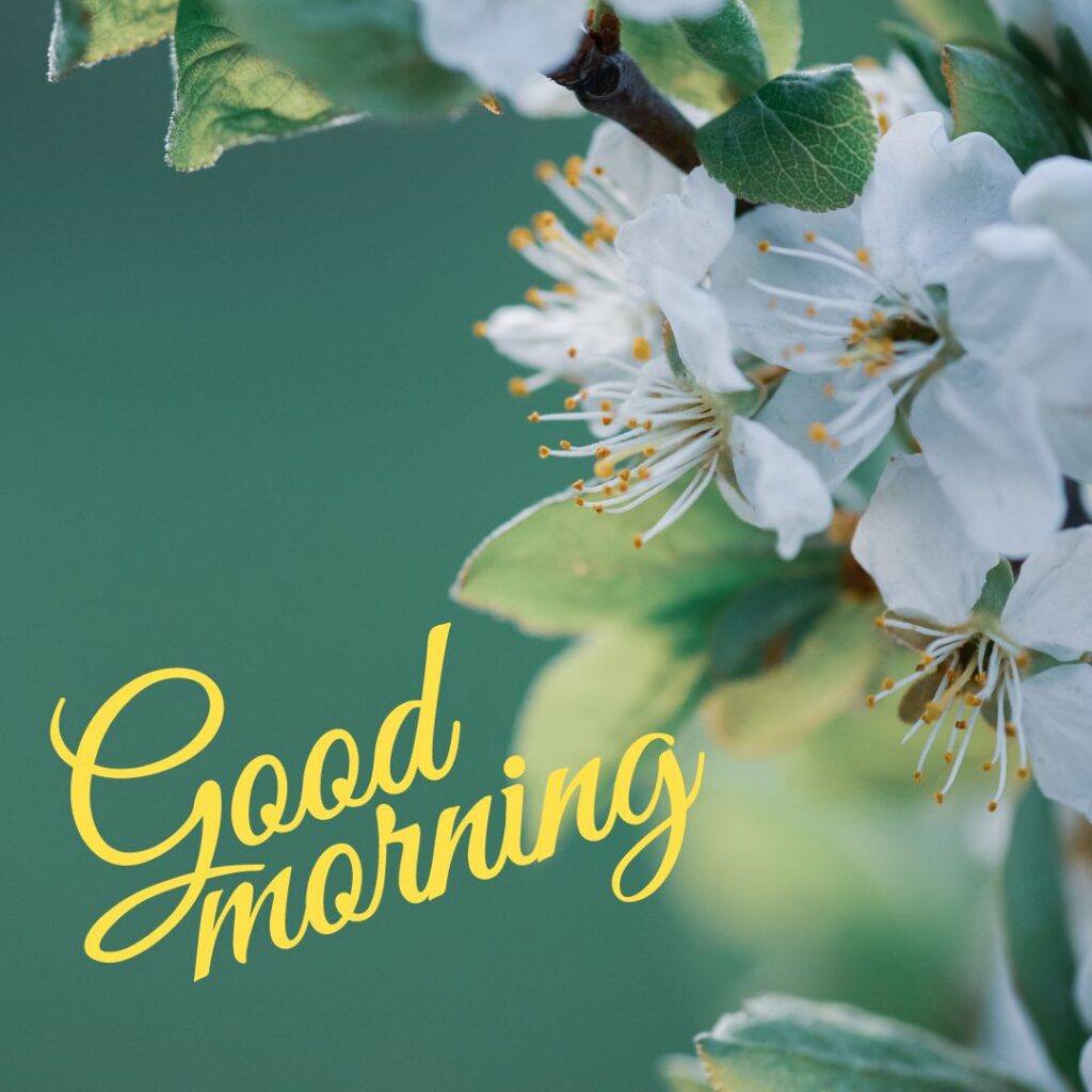 Today Special Good Morning Images