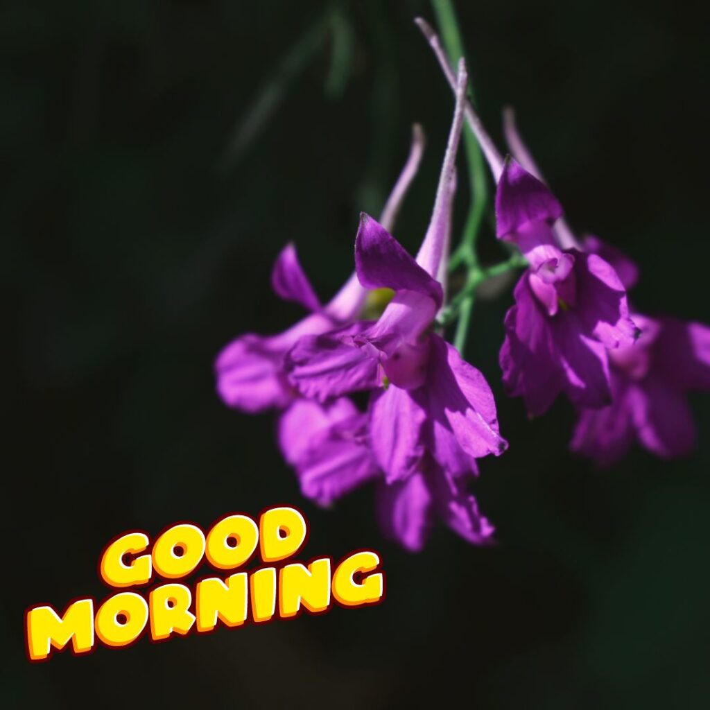 Lovely Today Special Good Morning Images